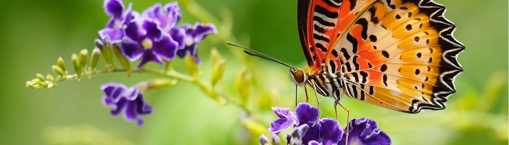 Butterfly on a violet flower