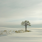 Picturesque winter scenery with white tree in the field