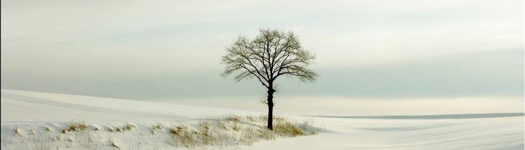 Picturesque winter scenery with white tree in the field